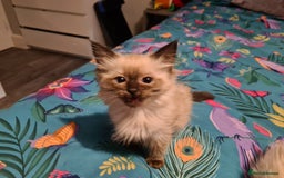 Ragdoll cats for sale: ragdolls kittens price reduced  - Image 10