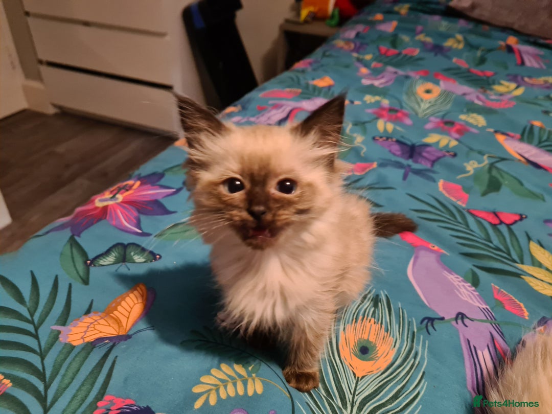 Ragdoll cats for sale: ragdolls kittens price reduced  - Image 10