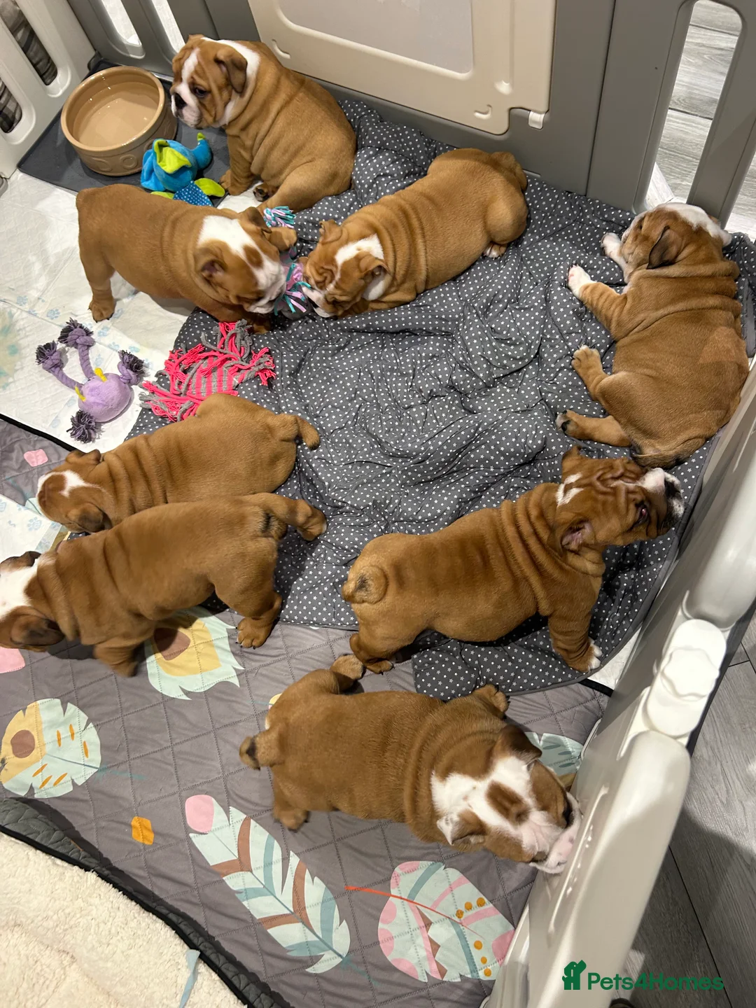 English Bulldog dogs for stud: Our Stunning English Bulldog Carter  in York - Advert 34