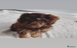 Cockapoo dogs for sale: Quality health tested miniature cockapoo girl! - Image 6