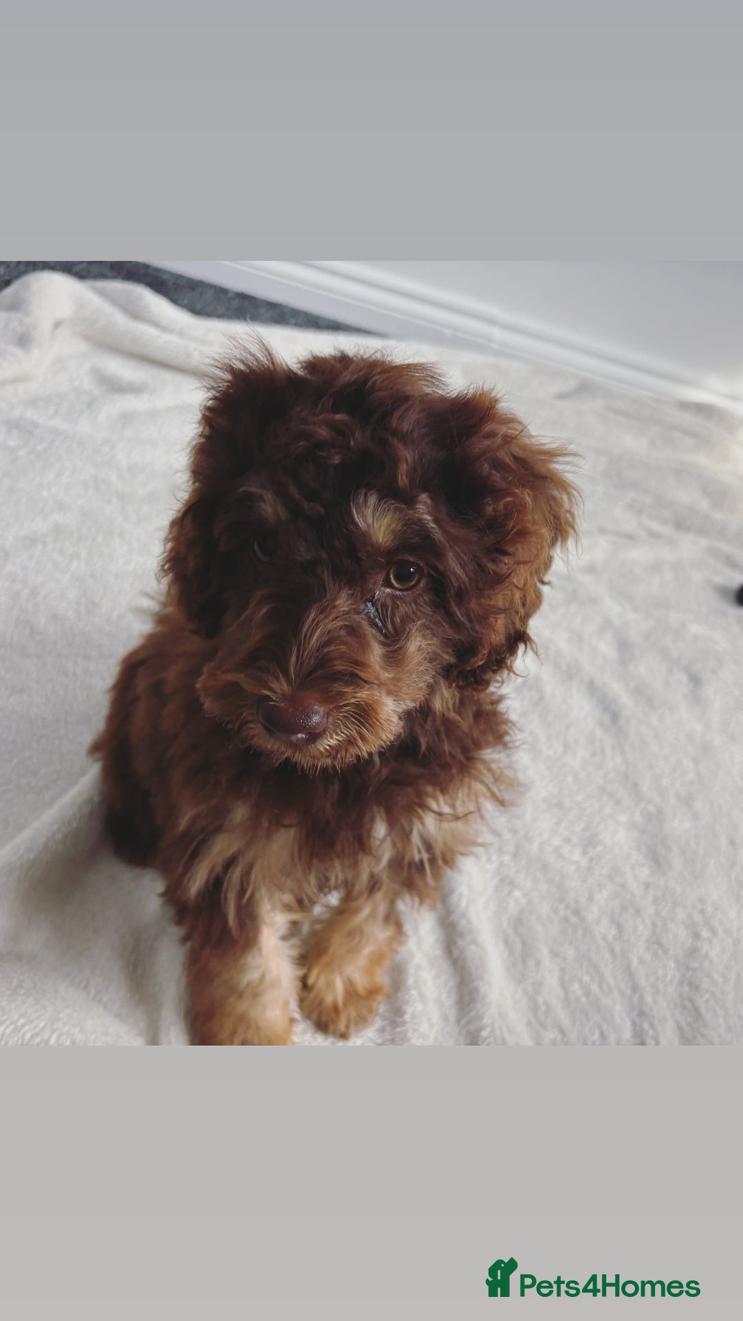 Cockapoo dogs for sale: Quality health tested miniature cockapoo girl! - Image 6
