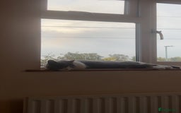 British Shorthair cats for sale: One year old British shorthair x Tabby - Advert 5