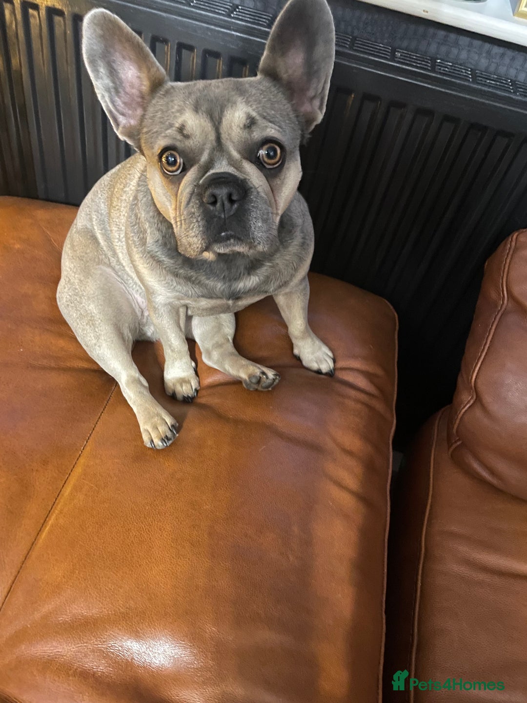 French Bulldog dogs for sale: Female Frenchie for rehoming  - Advert 1