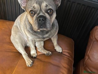 French Bulldog dogs Female Frenchie for rehoming - Advert 5