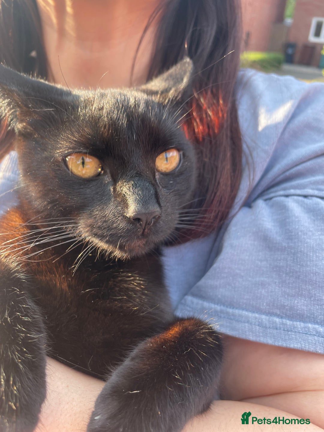 Mixed Breed cats for sale: Adorable 5 mixed breed kitties  - Advert 6