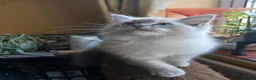 Ragdoll cats for sale: Beautiful brother and sister Ragdoll kittens - Advert 15