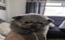 Pomeranian dogs for sale: Beautiful pups - Image 17