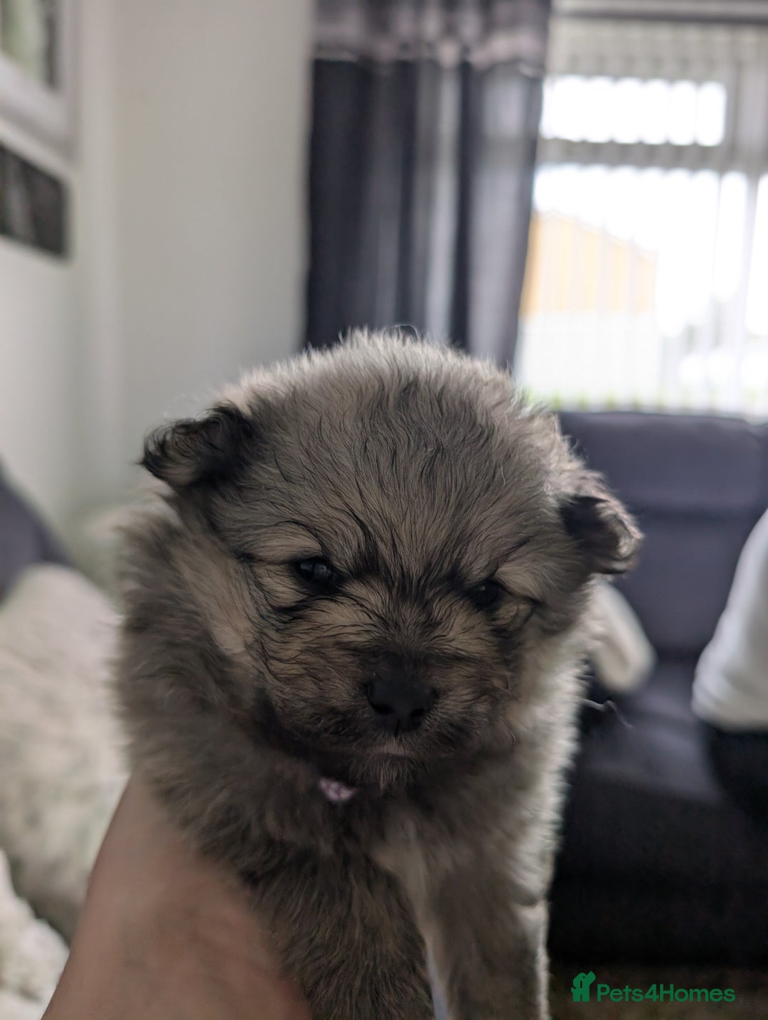 Pomeranian dogs for sale: Beautiful pups - Image 17