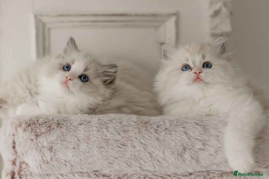 Ragdoll cats for sale: Amazing Ragdoll kittens - Image 7