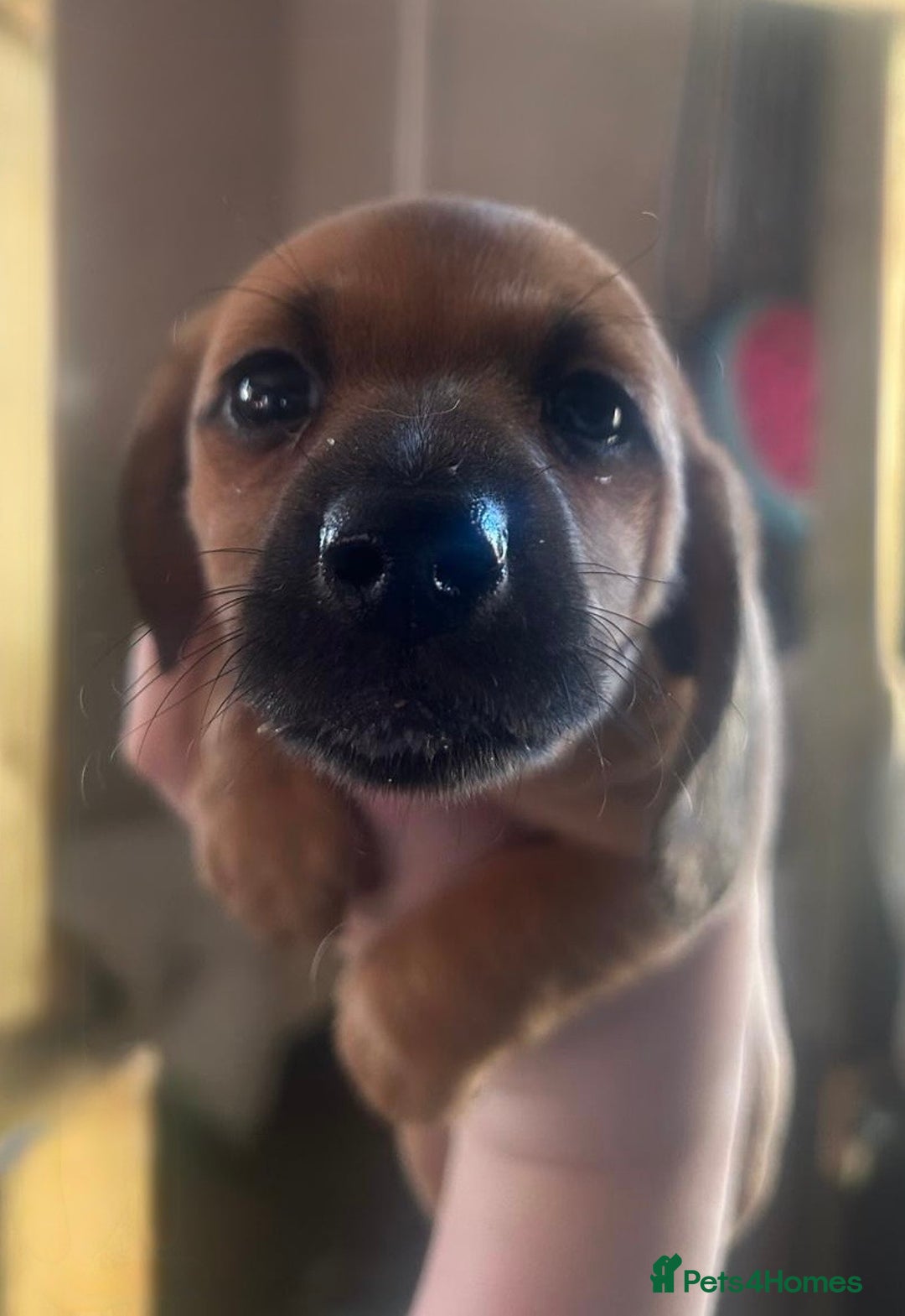 Miniature Dachshund dogs for sale: Miniature Dachshund pups - Advert 5