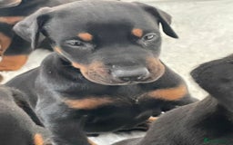 Dobermann dogs for sale: KC REG Fully health tested parents - Image 25