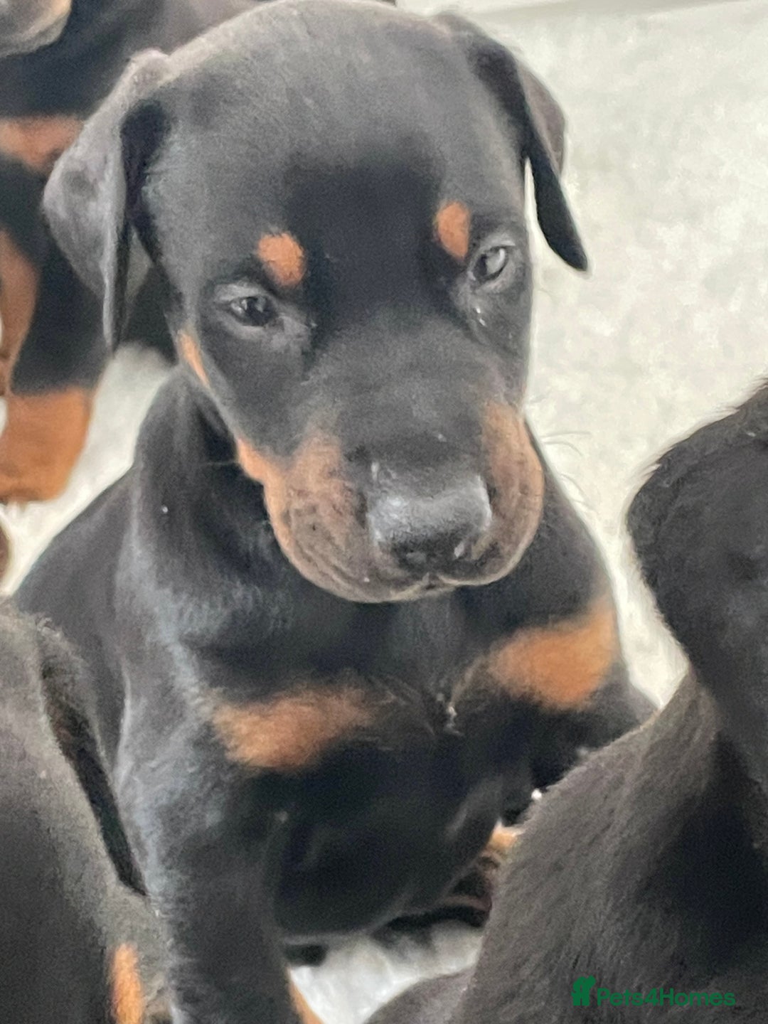 Dobermann dogs for sale: KC REG Fully health tested parents - Image 25