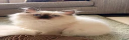Ragdoll cats for sale: Last remaining Female Ragdoll GCCF Kitten - Advert 5