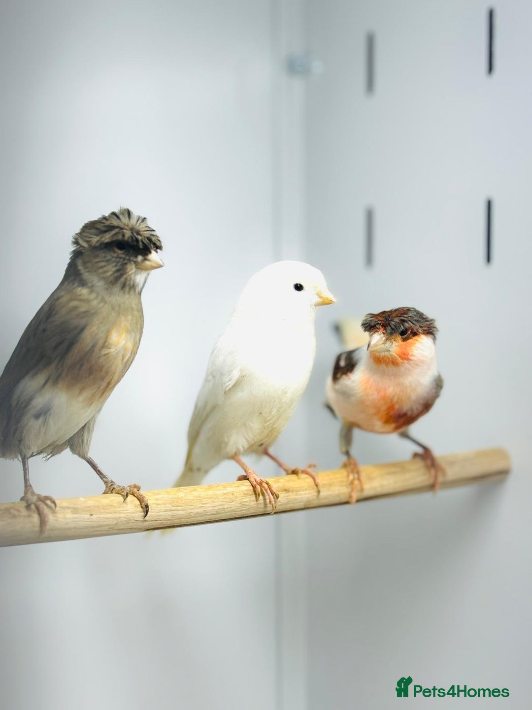 Canaries birds for sale: Harlequin canaries  - Advert 9