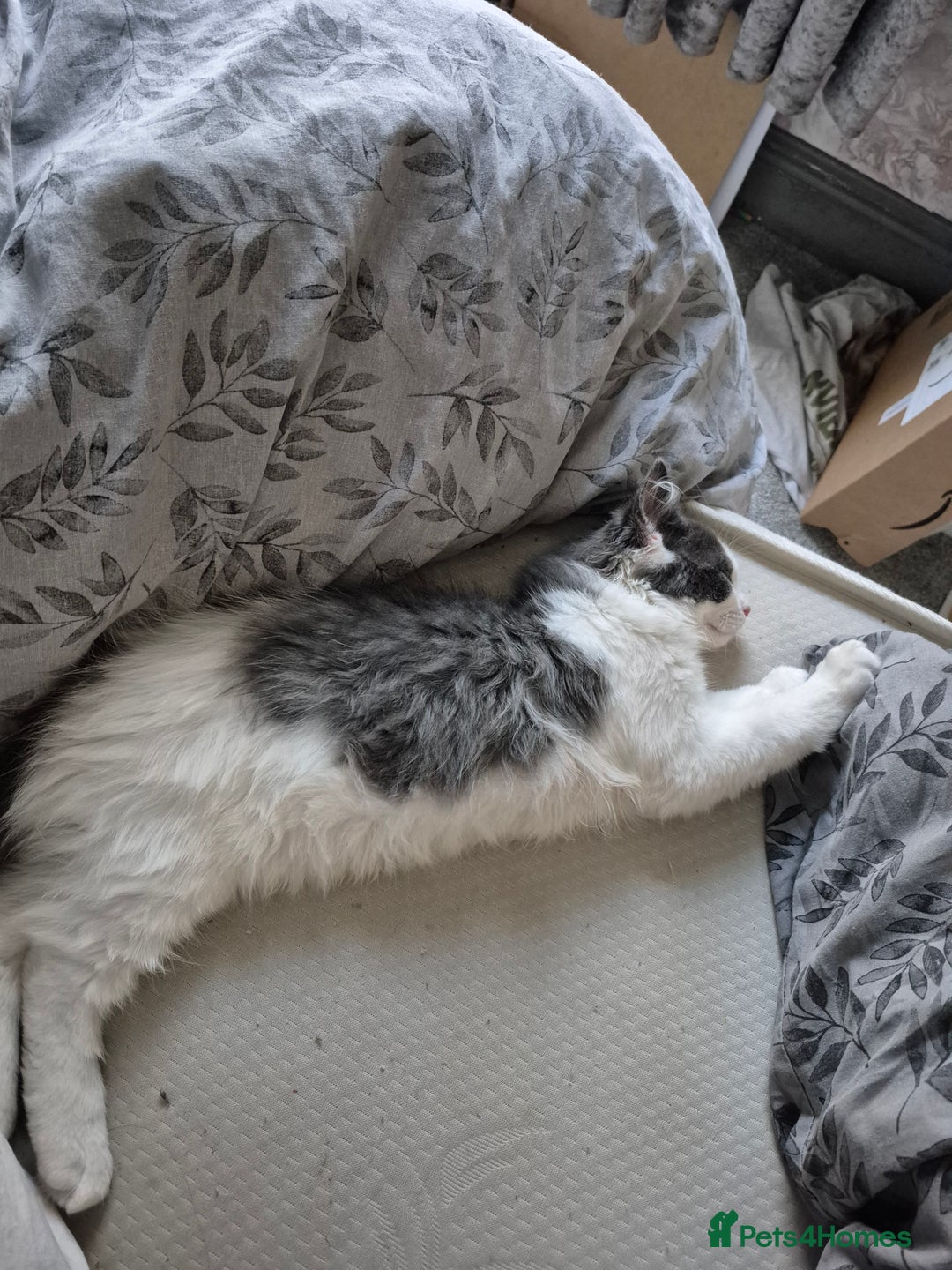 Ragdoll cats for sale: 💥😻 ragdoll x domestic boy 😻💥 - Advert 6