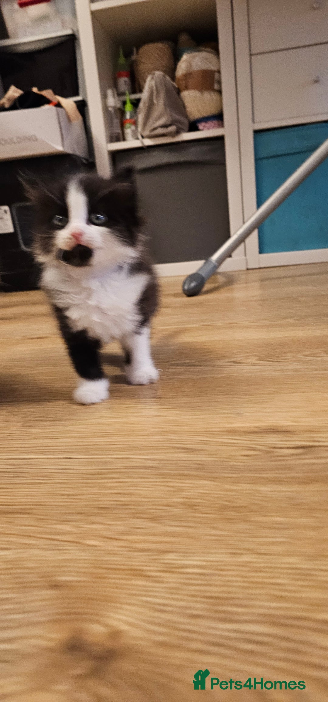 Mixed Breed cats for sale: 2 fluffy girls - Image 9