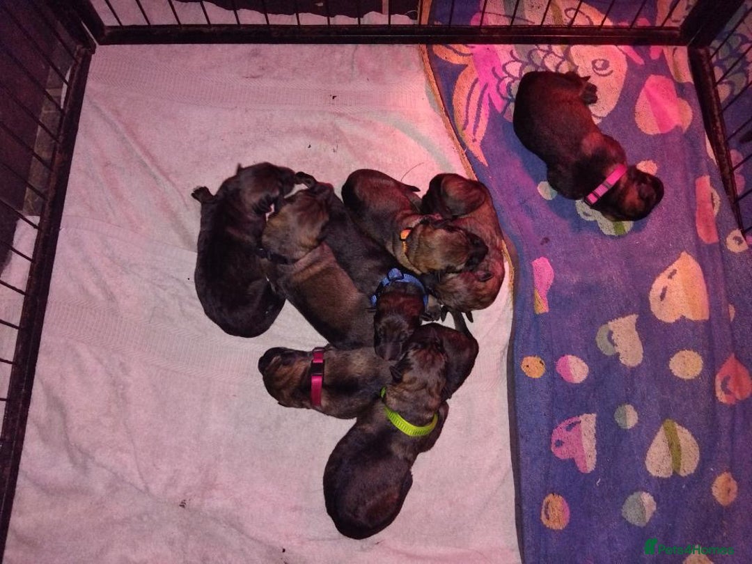 German Shepherd dogs for sale: German shepherd puppy’s kennel club registered  - Advert 11