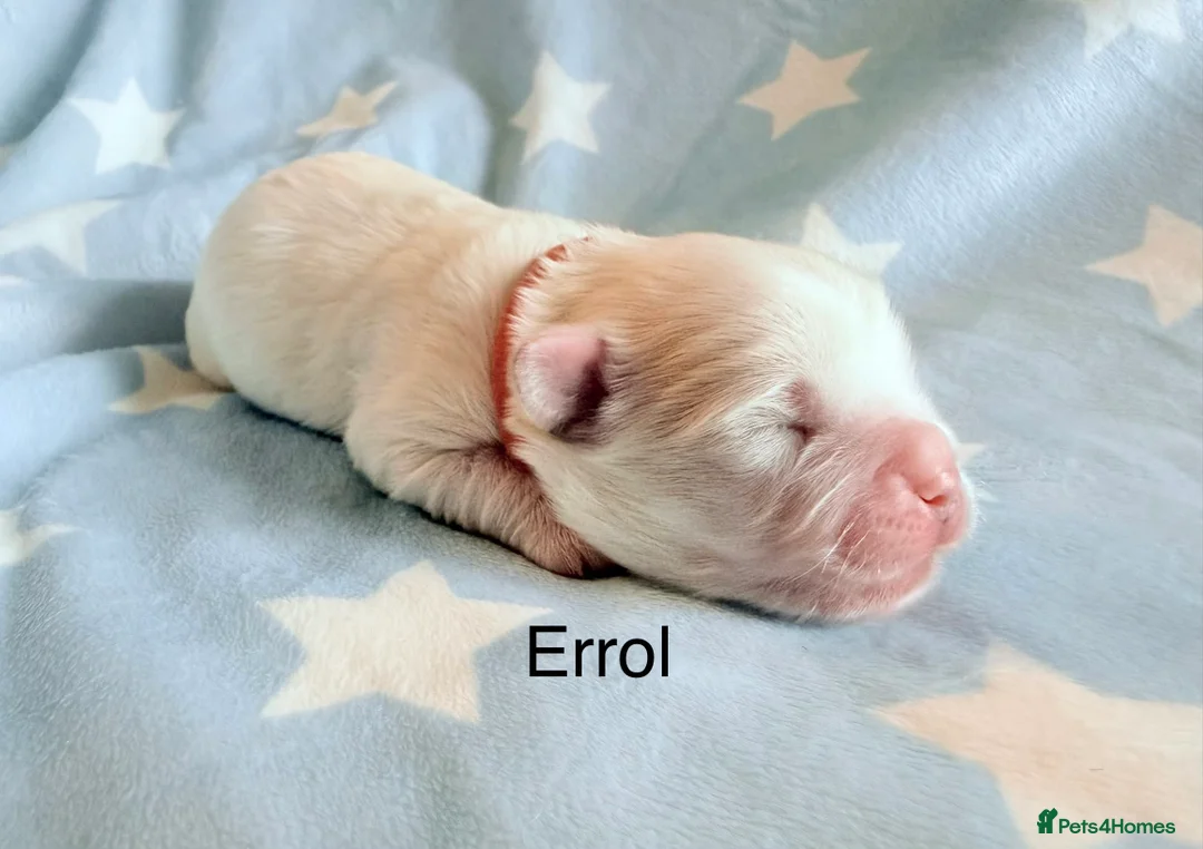 Coton De Tulear dogs for sale: KC reg Coton de Tulear parents DNA health tested  - Advert 15