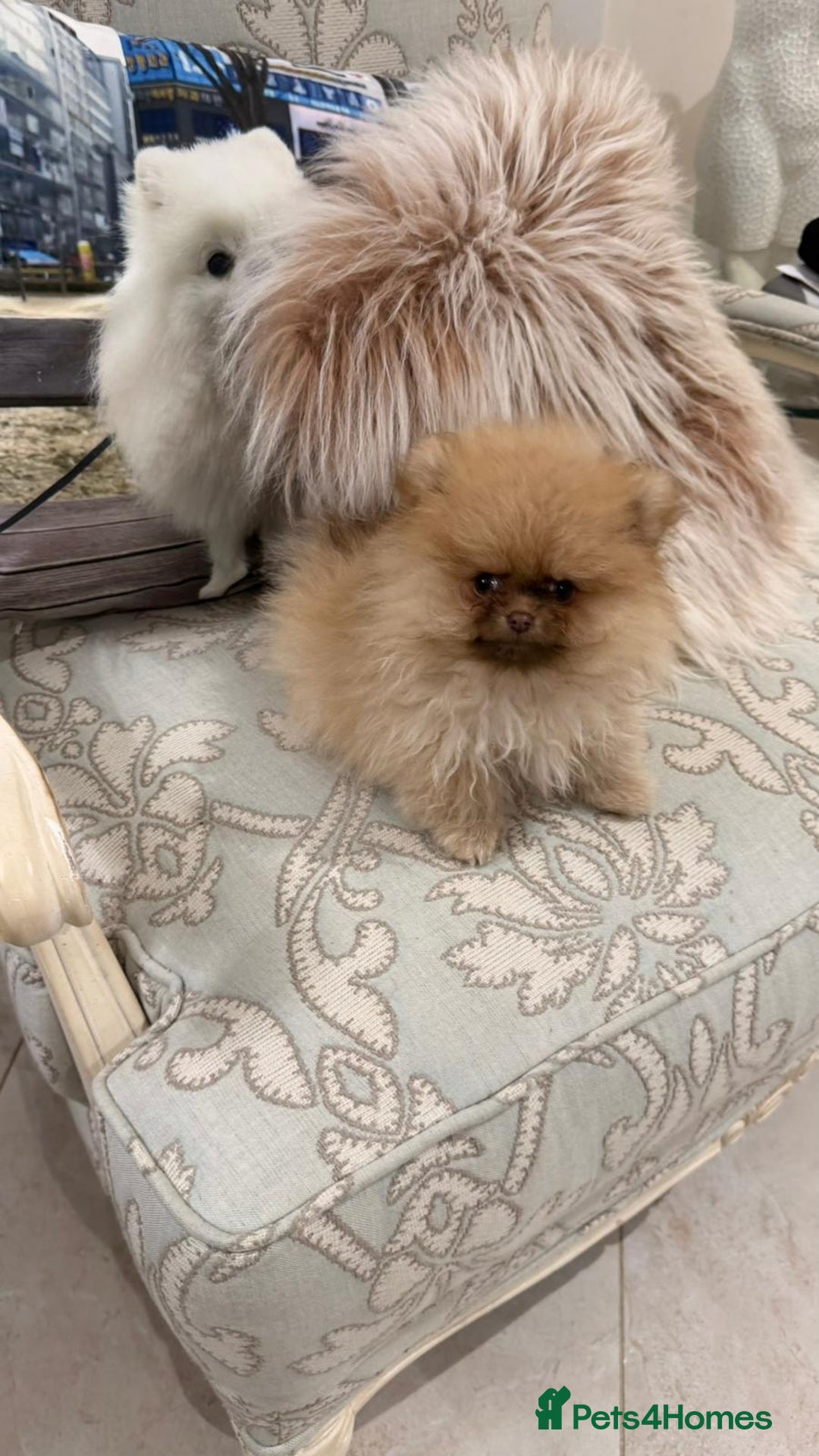 Pomeranian dogs for sale: Stunning littler of KC Pom puppies - Advert 5