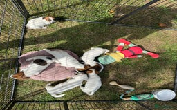 Jack Russell dogs for sale: Jack Russell Puppies *Ready Now* - Image 30