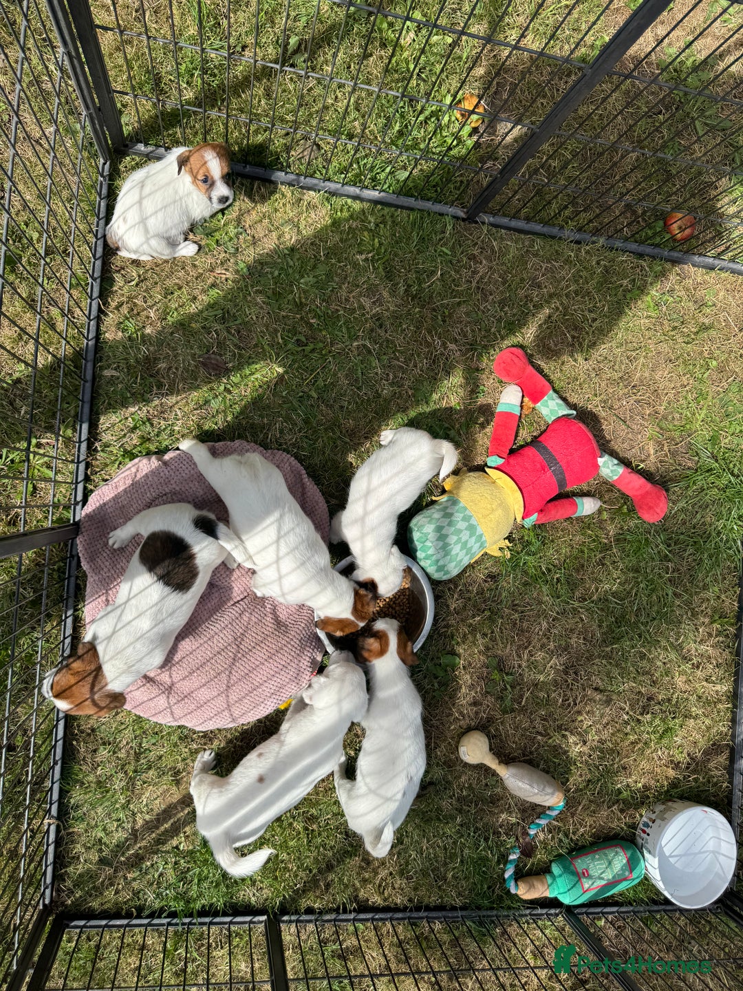 Jack Russell dogs for sale: Jack Russell Puppies *Ready Now* - Image 30