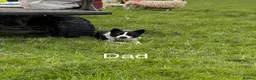 Border Collie dogs for sale: Border collie puppies for sale in Ashby-de-la-Zouch - Advert 9
