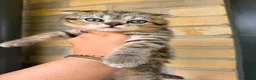 British Shorthair cats for sale: STUNNING! British Shorthair Black Golden Tabbys - Advert 25