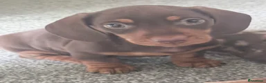 Miniature Dachshund Puppy 1
