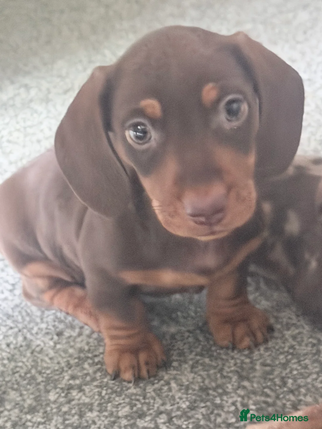 Miniature Dachshund dogs for sale: Exceptional KC Registered Miniature Dachshund Boys - Advert 12
