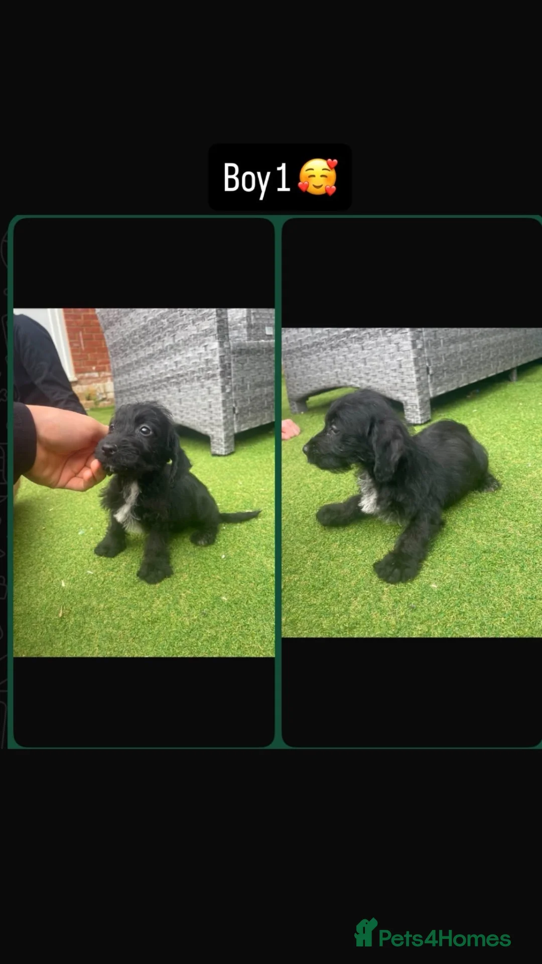 Mixed Breed dogs for sale: Maltese mixbreed in Kidlington - Advert 4