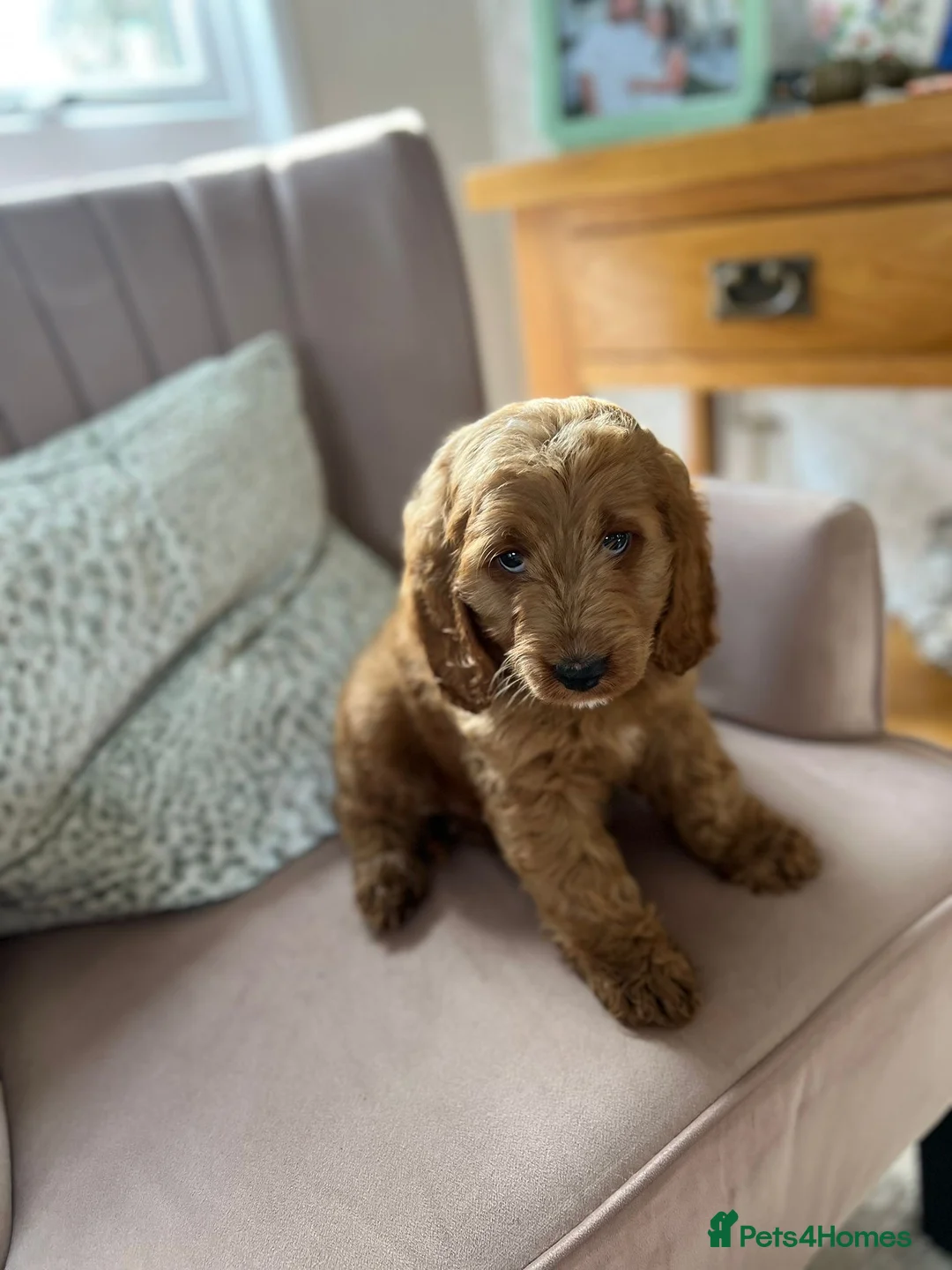 Cavapoo dogs for sale: Stunning red cavapoo puppies  - Advert 6