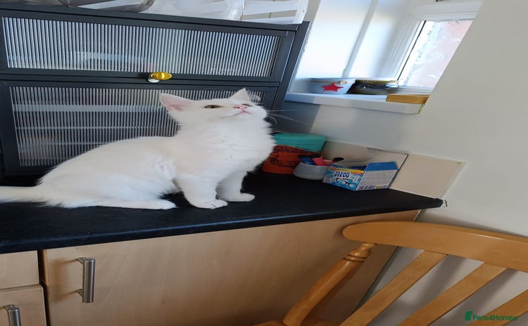 Turkish Angora cats - Advert 1