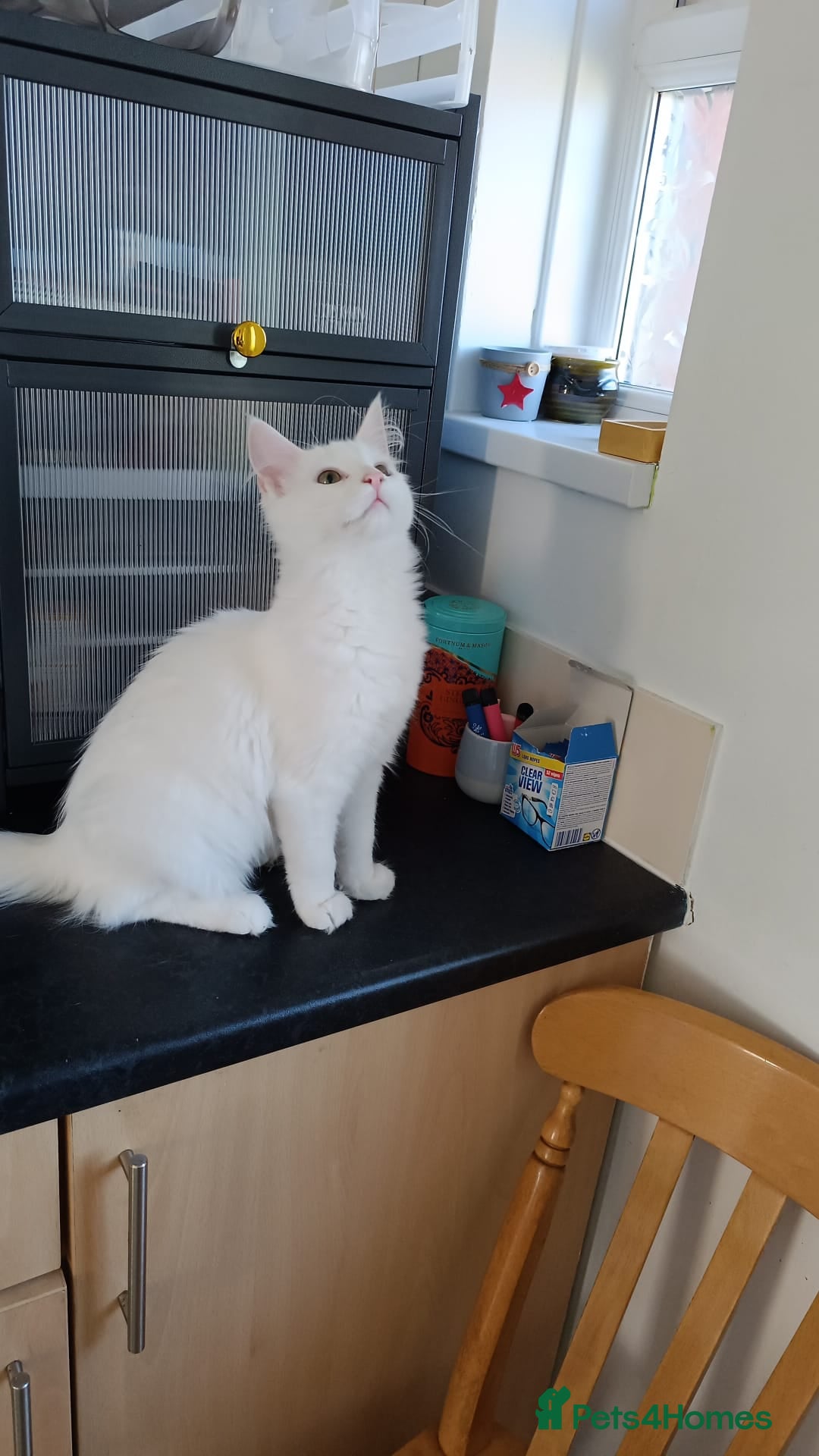 Turkish Angora cats for sale: Turkish angora mix girls - Image 1