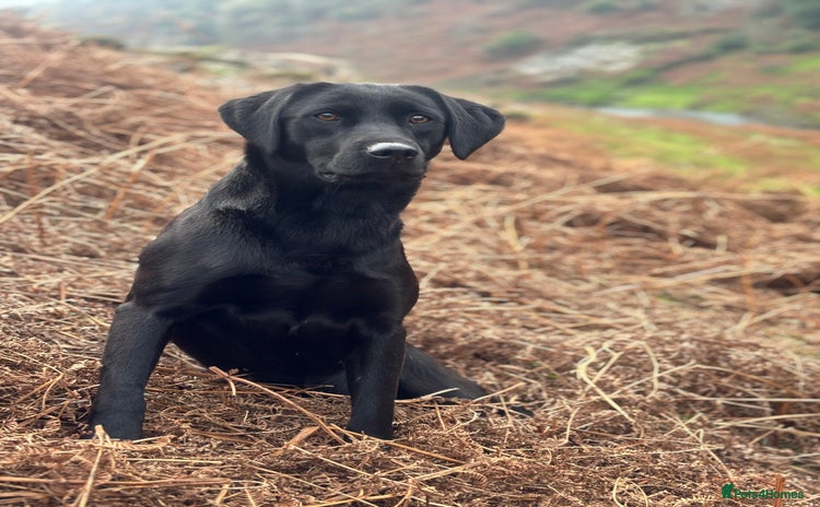 Labrador Retriever dogs - Advert 16
