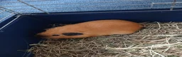 Guinea Pig rodents for sale: Two Lovely Male Guinea Pigs – Free to a Good Home - Advert 3