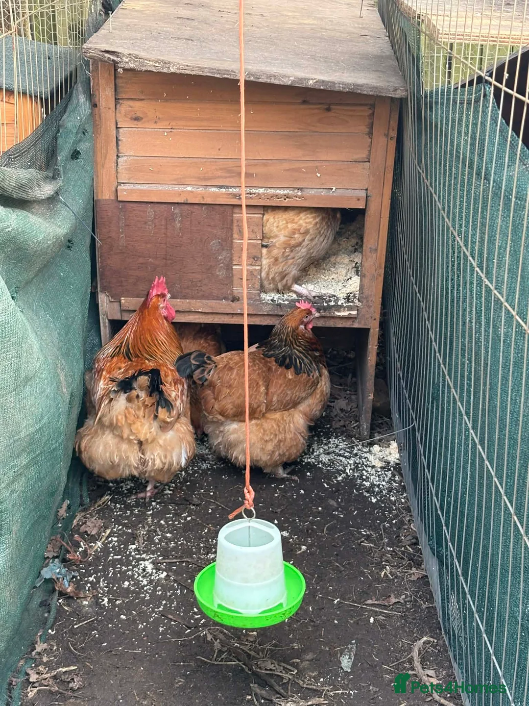 Chickens poultry for sale: Chocolate & blue Orpington and buff Sussex  - Advert 3