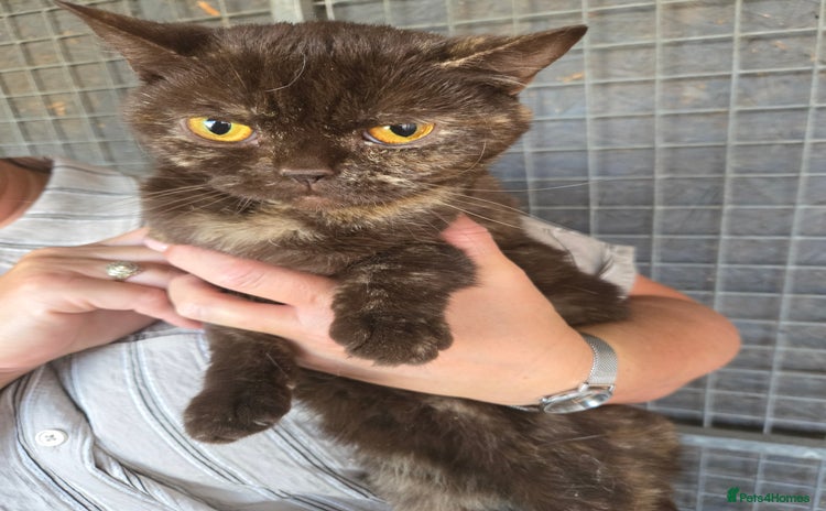 British Shorthair cats - Advert 16
