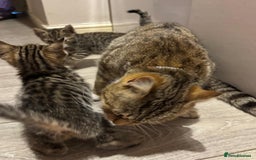 Mixed Breed cats for sale: Beautiful mixed bengal kittens  - Image 23