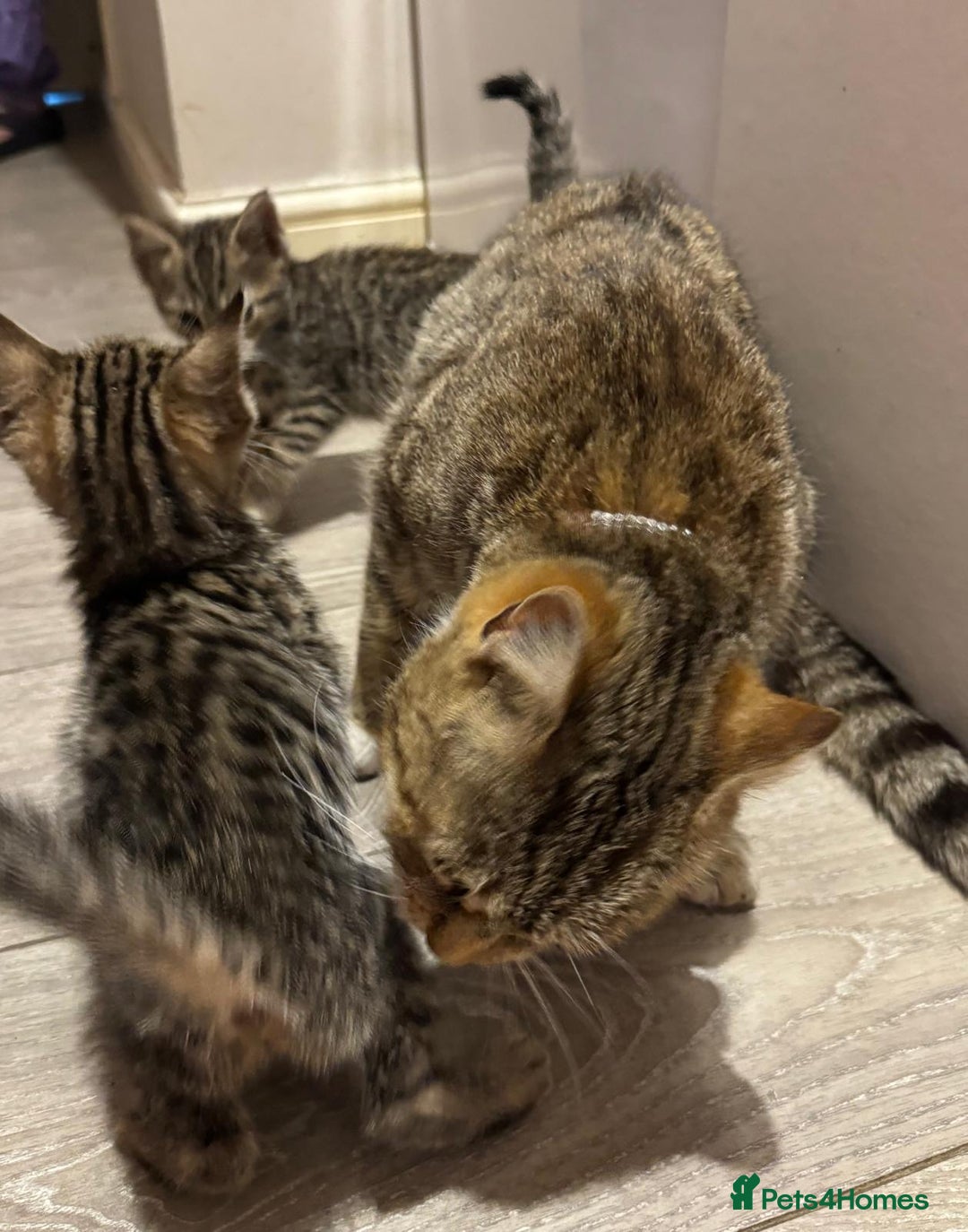 Mixed Breed cats for sale: Beautiful mixed bengal kittens  - Image 23