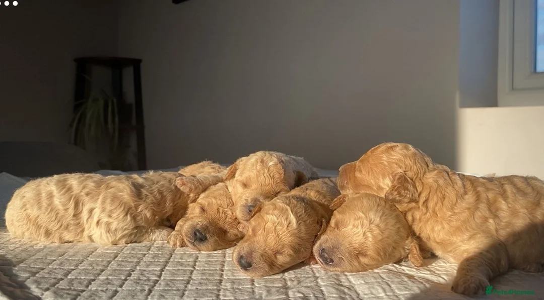 Poochon dogs for sale: Beautiful F1 poochon puppies - Advert 1