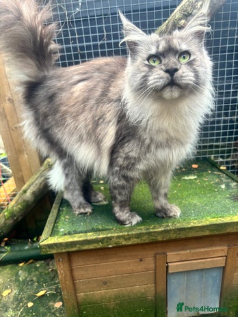 Maine Coon cats - Advert 2