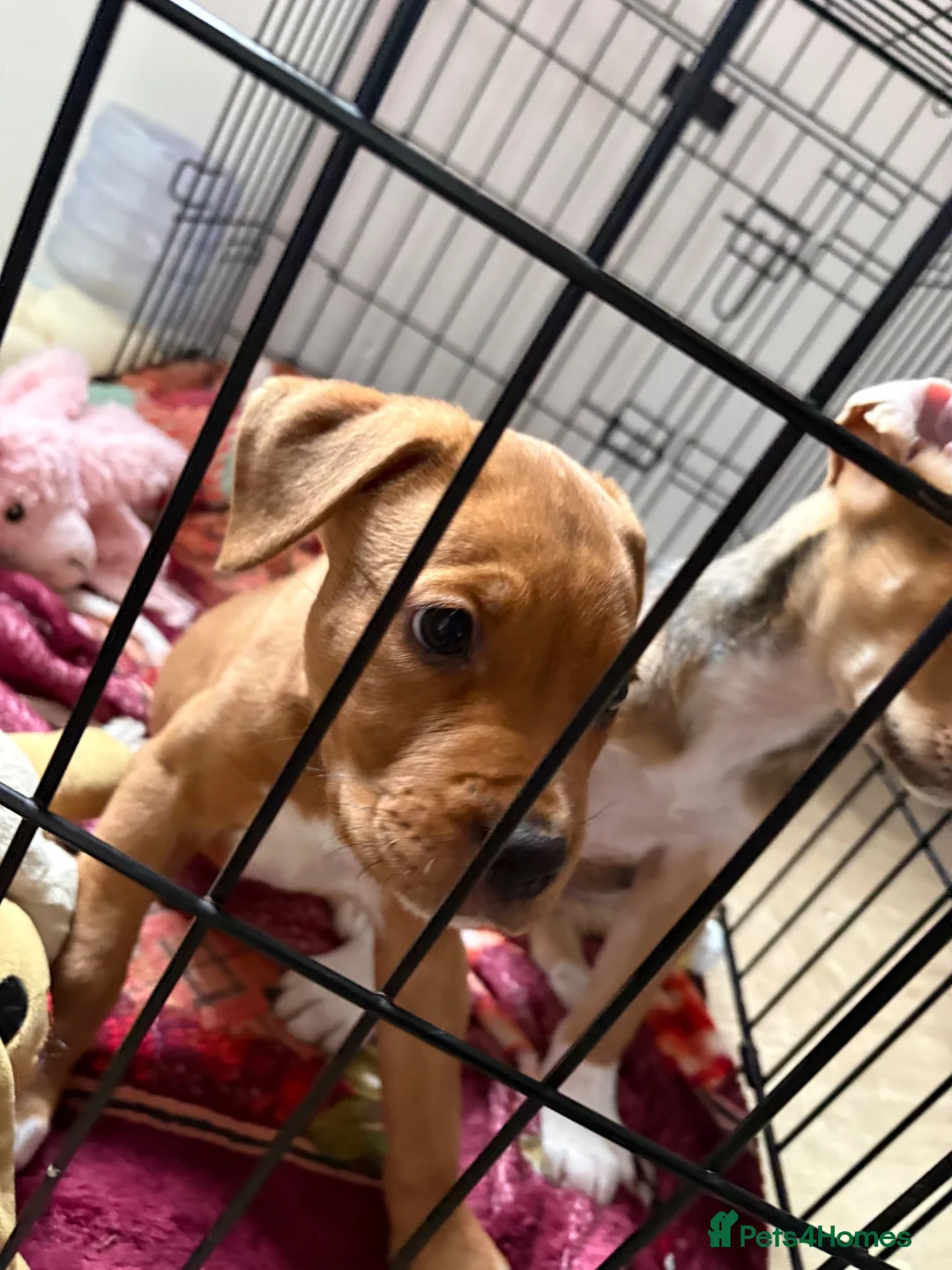 Mixed Breed dogs for sale: 2 girl pups  in Nuneaton - Advert 1
