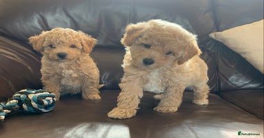 Poochon dogs - Advert 4
