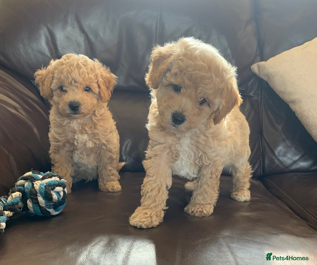 Poochon dogs for sale: Gorgeous Poochon puppies  - Image 2