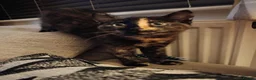 Mixed Breed cats for sale: Two Adorable Kittens Looking for Home!  - Advert 22