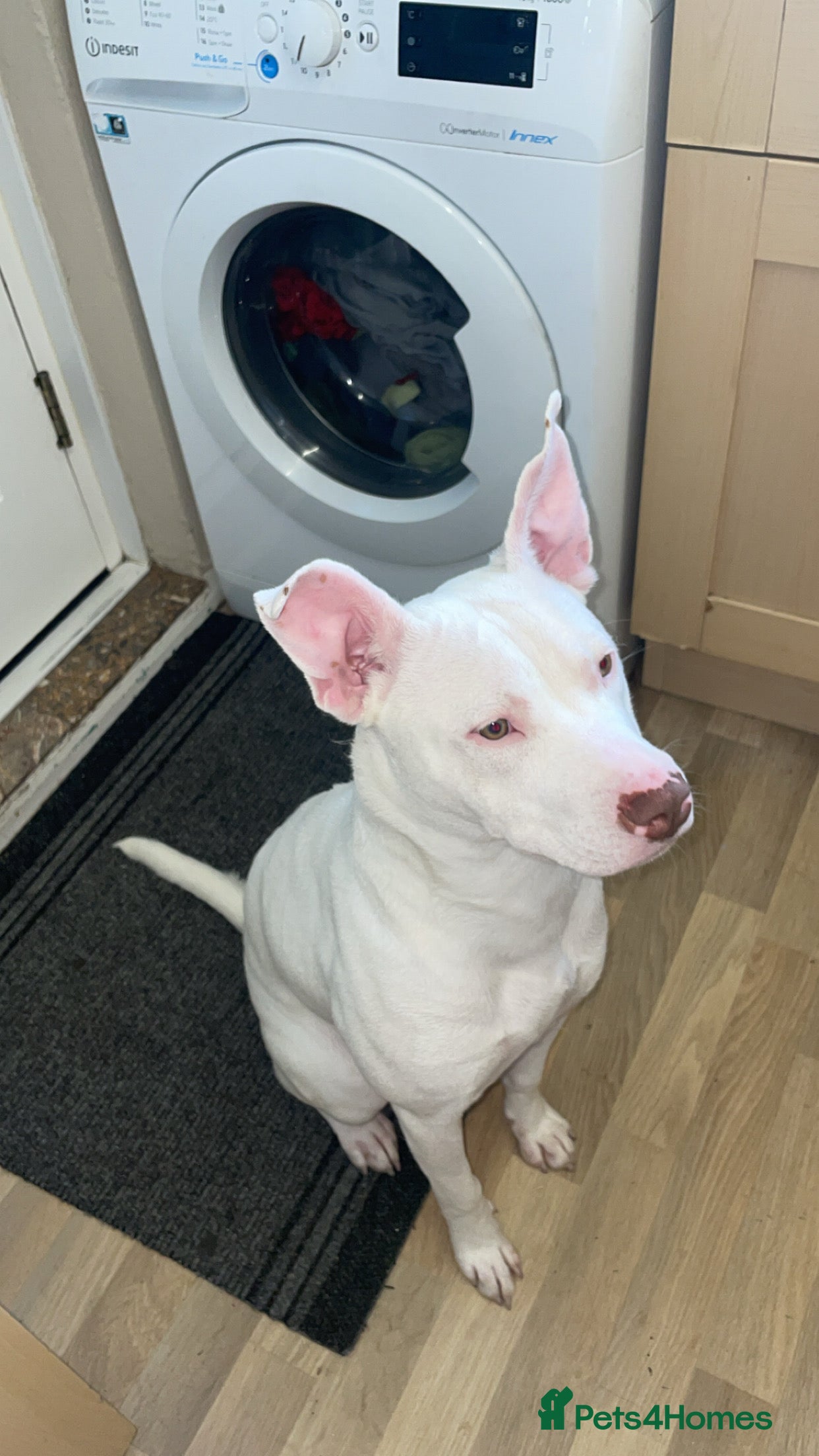 Mixed Breed dogs Female dog  in Grimsby - Advert 1