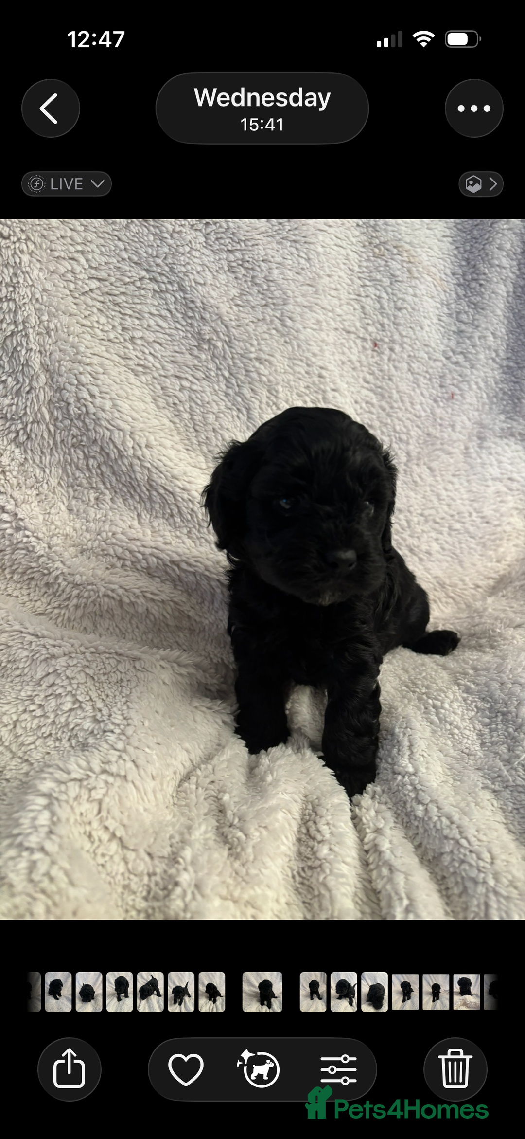 Cavapoo dogs for sale: Cavapoo Puppies for Sale - Advert 4