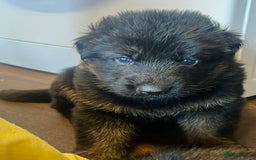 German Shepherd dogs for sale: Stunning Pedigree German Shepherd Puppies - Image 14