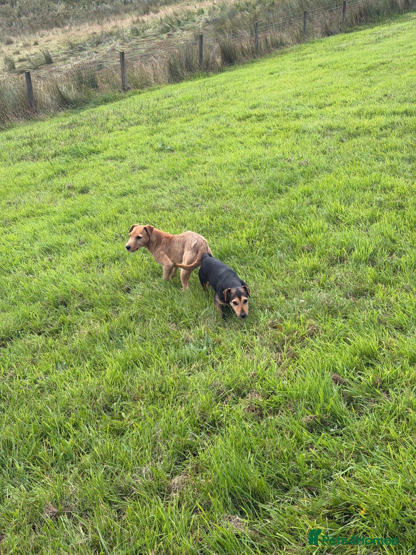 Mixed Breed dogs for sale: 3 male terrier pups - Advert 2