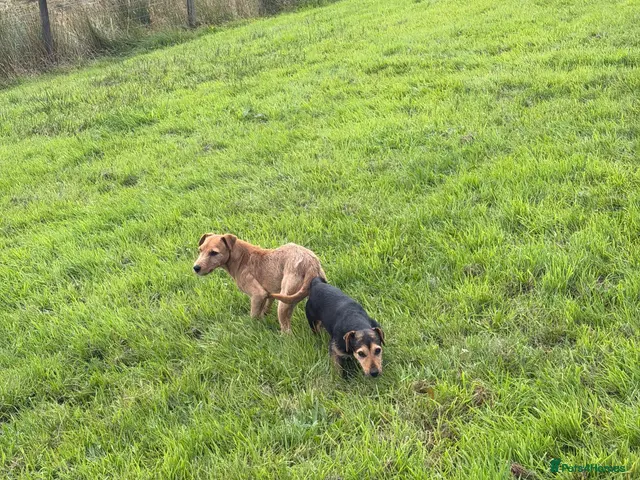 Mixed Breed dogs for sale: 3 male terrier pups - Advert 2
